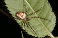 Metellina segmentata