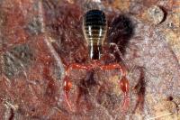 Neobisium