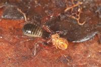 Neobisium