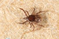 Ixodes ricinus