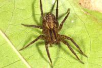 Hygrolycosa rubrofasciata