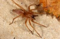Clubiona terrestris