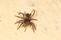 Attulus pubescens