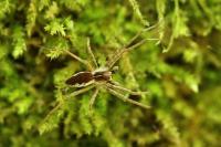 Pisaura mirabilis