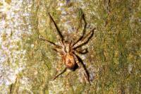 Anyphaena accentuata