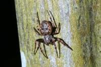 Nuctenea umbratica