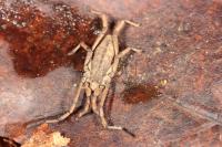 Trogulus nepaeformis