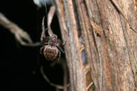 Nuctenea umbratica