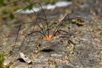 Opilio canestrinii