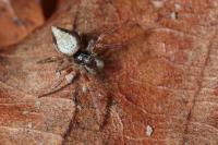 Cyclosa conica