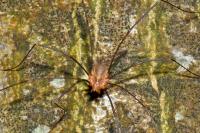 Opilio canestrinii