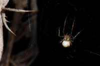 Metellina segmentata