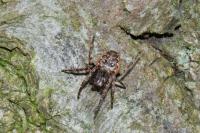 Nuctenea umbratica