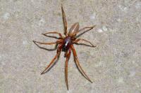 Harpactea rubicunda