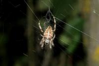 Araneus diadematus