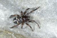 Asagena phalerata