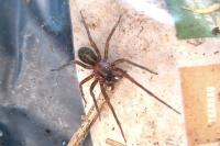 Amaurobius ferox