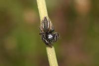 Philaeus chrysops