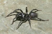 Atypus piceus
