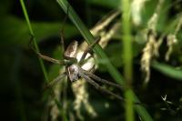 Pisaura mirabilis