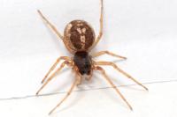 Pachygnatha degeeri