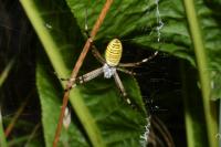 Argiope bruennichi