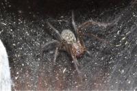 Eratigena atrica