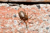 Zygiella x-notata
