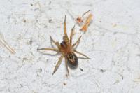 Amaurobius fenestralis