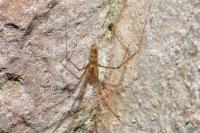 Pholcus phalangioides