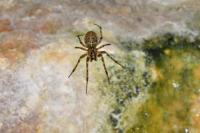 Metellina merianae