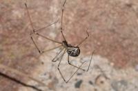 Holocnemus pluchei