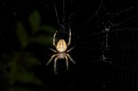 Araneus diadematus
