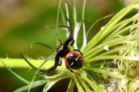 Synema globosum