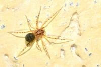 Scytodes thoracica