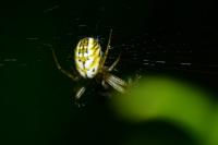 Mangora acalypha