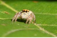 Carrhotus xanthogramma