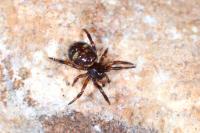 Asagena phalerata
