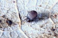 Xenillus tegeocranus