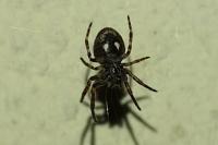 Nuctenea umbratica