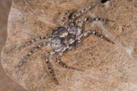 Philodromus poecilus