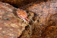 Nigma flavescens