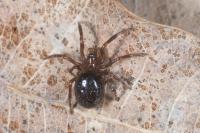 Enoplognatha thoracica