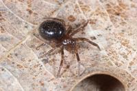 Enoplognatha thoracica
