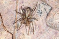 Anyphaena accentuata
