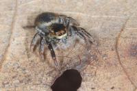Carrhotus xanthogramma