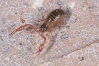 Neobisium