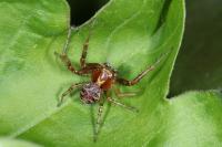 Xysticus lanio