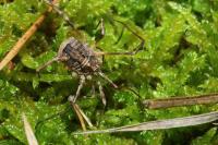 Odiellus spinosus
