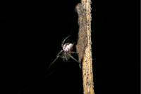 Mangora acalypha